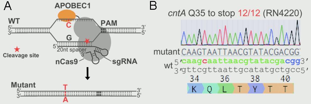 Ji Lab Develops “Base Editor” for Bacterial Superbugs